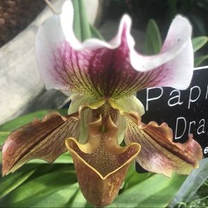 Meet your Posher, Gretchen